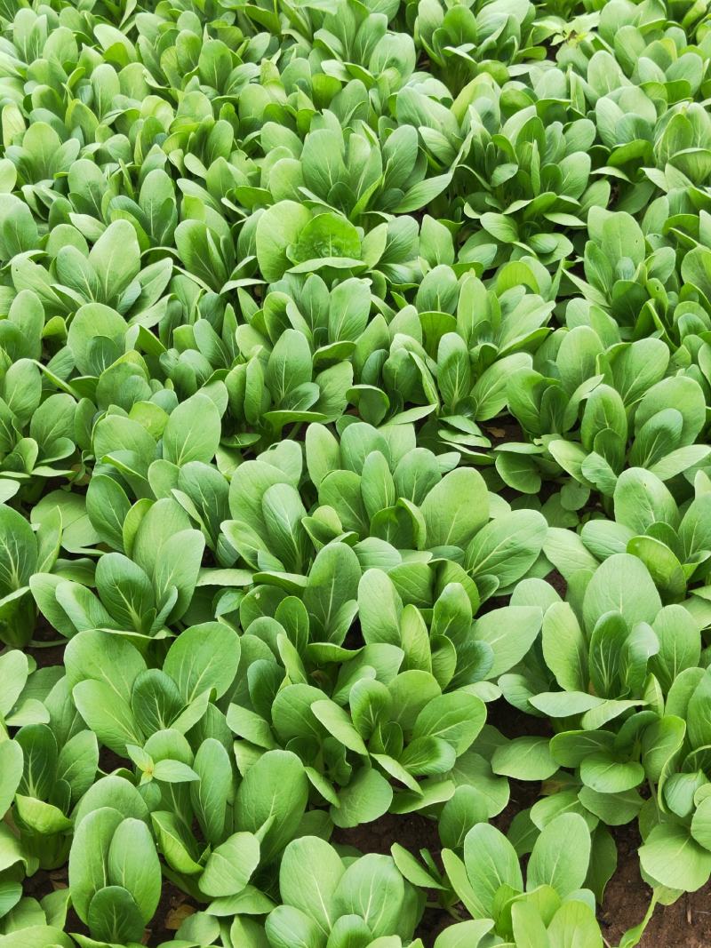 上海青小青菜油菜