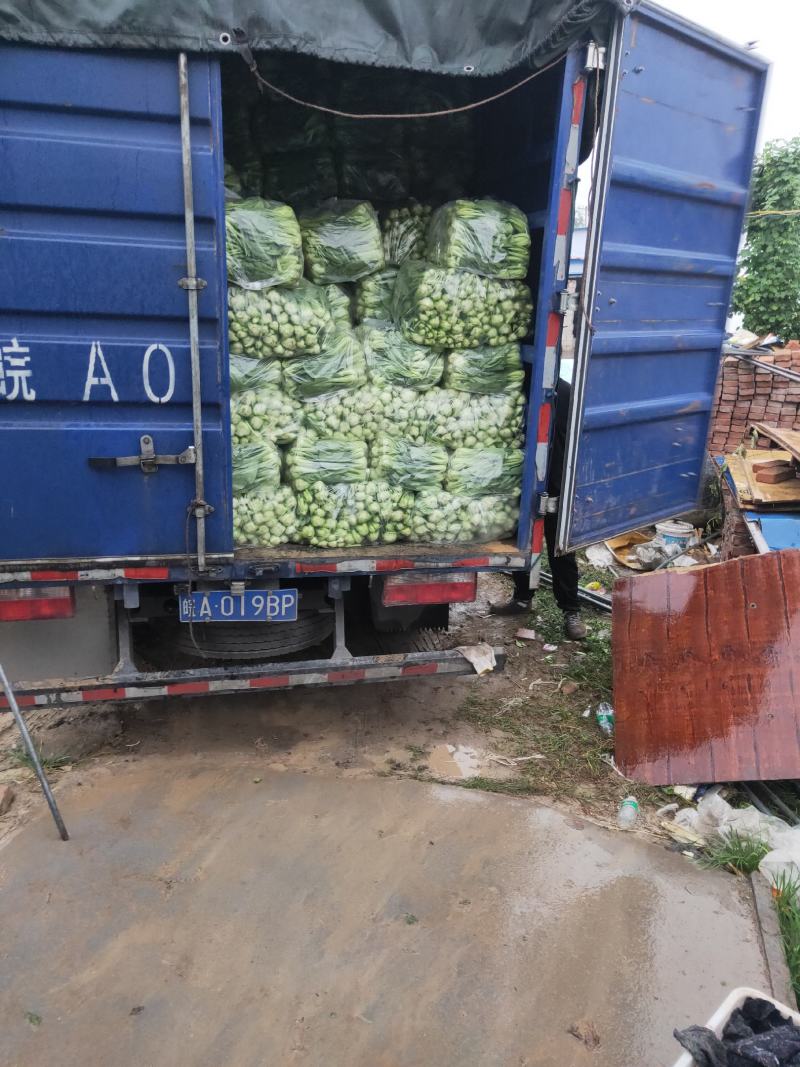 上海青小青菜油菜