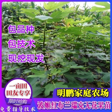 波姬红布兰瑞克无花果苗优质品种基地直发南方北方皆可种植