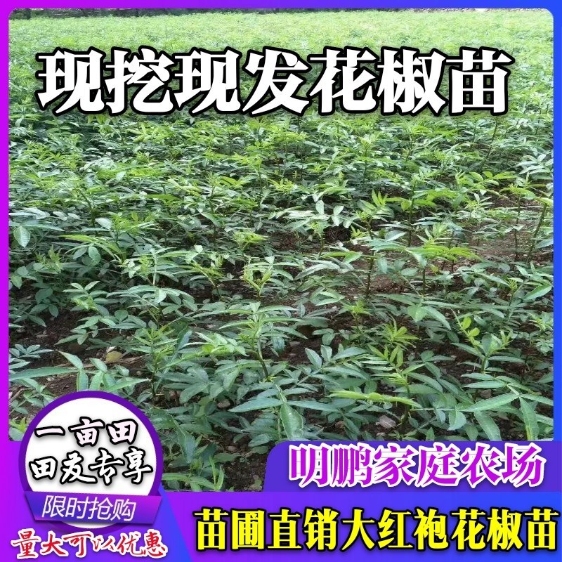 大红袍花椒苗九叶青花椒苗品种纯正现挖現发成活率高