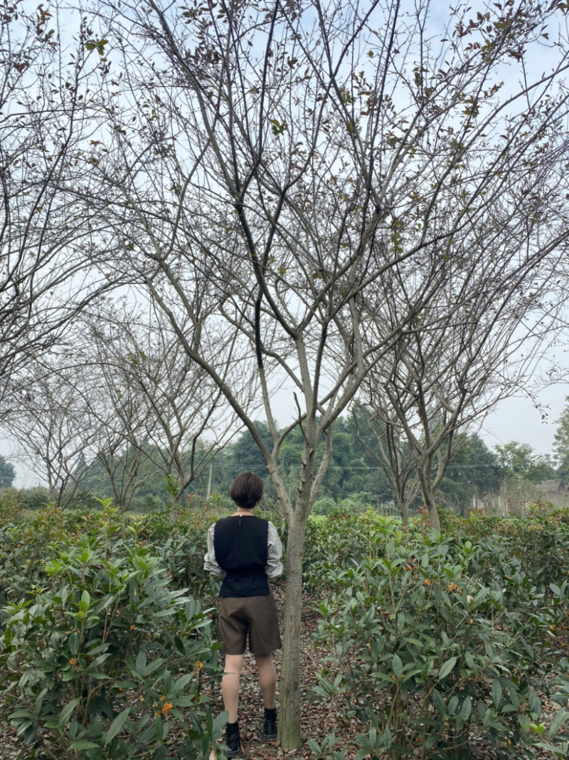 垂丝海棠，10公分垂丝海棠树，12公分垂丝海棠树出售