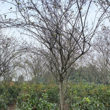 垂丝海棠，10公分垂丝海棠树，12公分垂丝海棠树出售