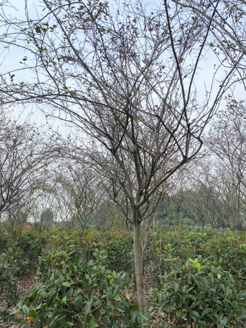 垂丝海棠，10公分垂丝海棠树，12公分垂丝海棠树出售
