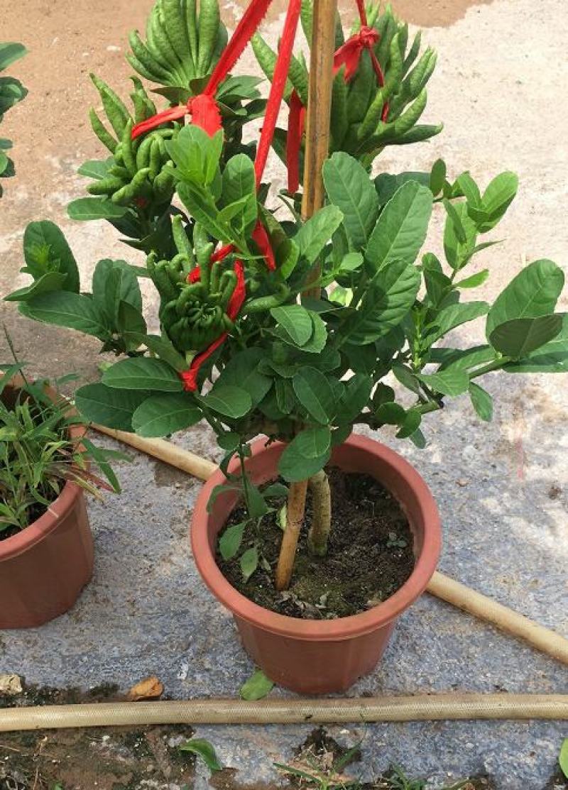 正宗金佛手盆栽原盆原土打木箱佛手树苗/佛手带果/佛手盆栽