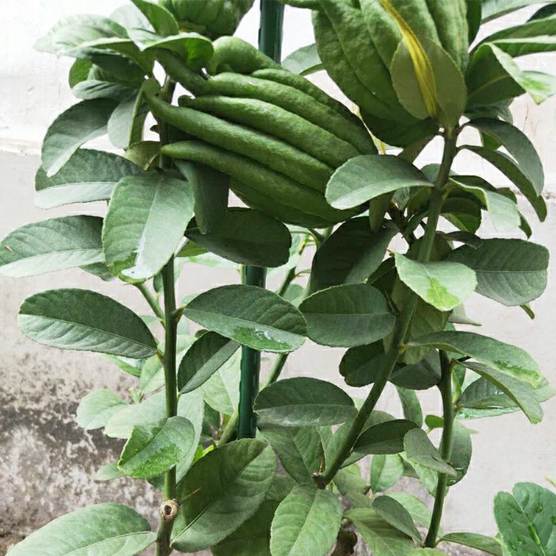 正宗金佛手盆栽原盆原土打木箱佛手树苗/佛手带果/佛手盆栽