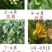 正宗金佛手盆栽原盆原土打木箱佛手树苗/佛手带果/佛手盆栽