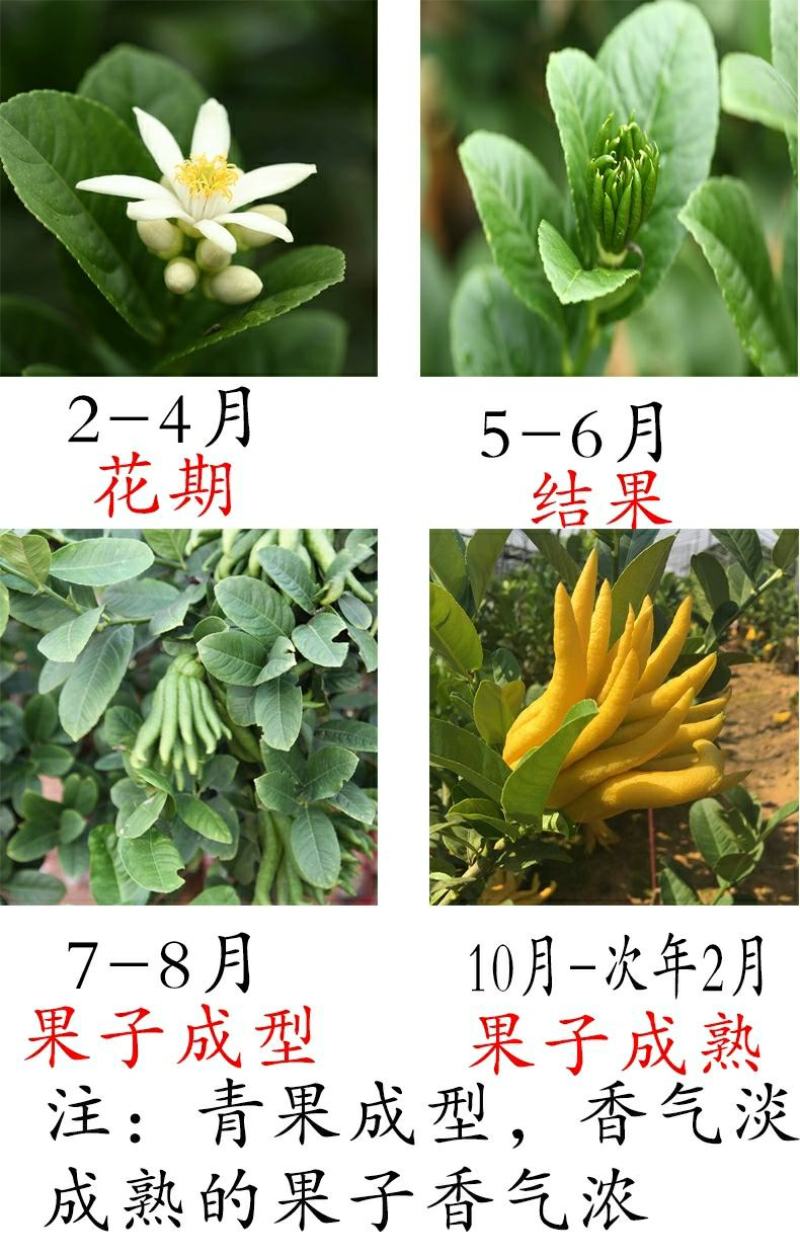 正宗金佛手盆栽原盆原土打木箱佛手树苗/佛手带果/佛手盆栽