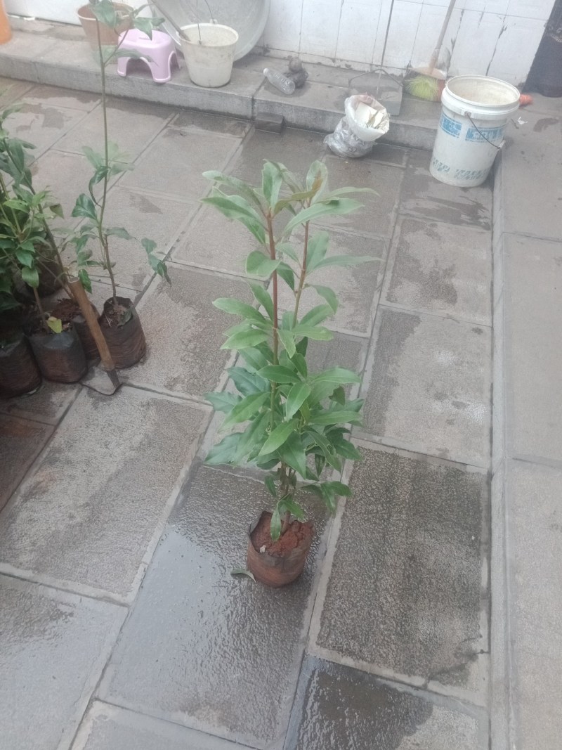 八角苗出售出售八角苗