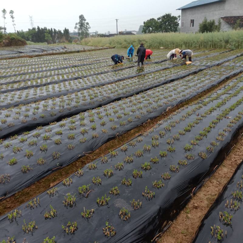 【茉莉花】四川茉莉枝成活率高提供技术知道对接全国欢迎来电