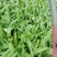 油麦菜20~25cm以上春季油麦已大量上市