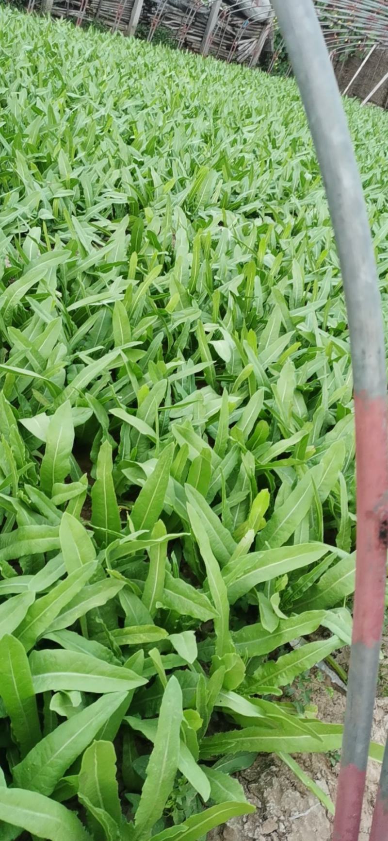 油麦菜20~25cm以上春季油麦已大量上市