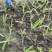 油麦菜20~25cm以上春季油麦已大量上市