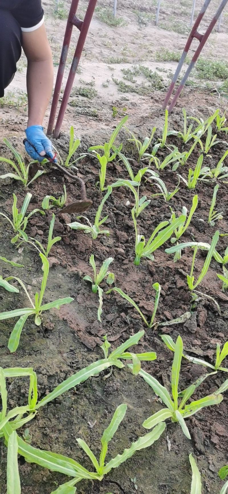 油麦菜20~25cm以上春季油麦已大量上市