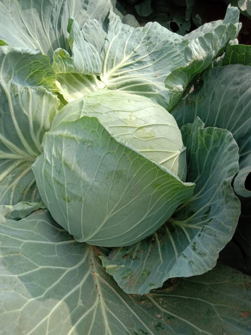 双龙三号包菜(扁圆型’