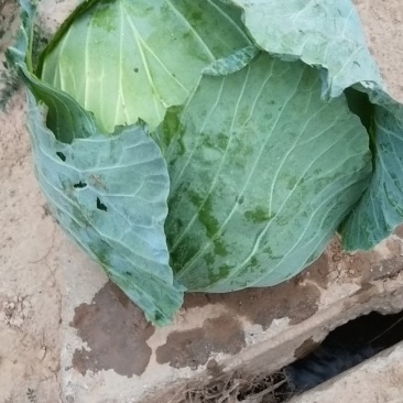 双龙三号包菜(扁圆型’