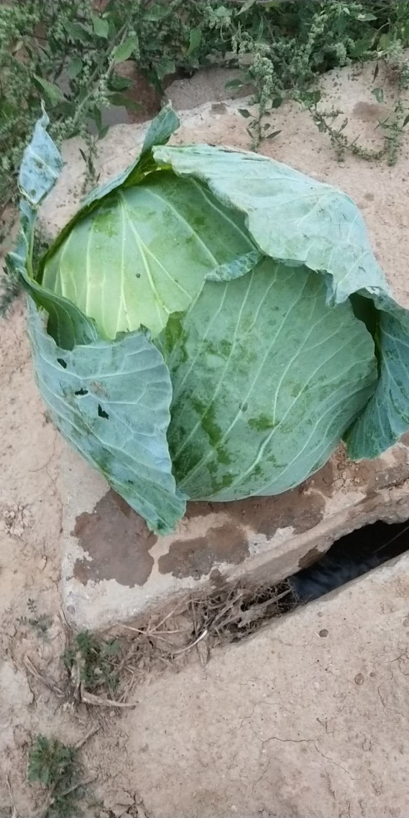 双龙三号包菜(扁圆型’