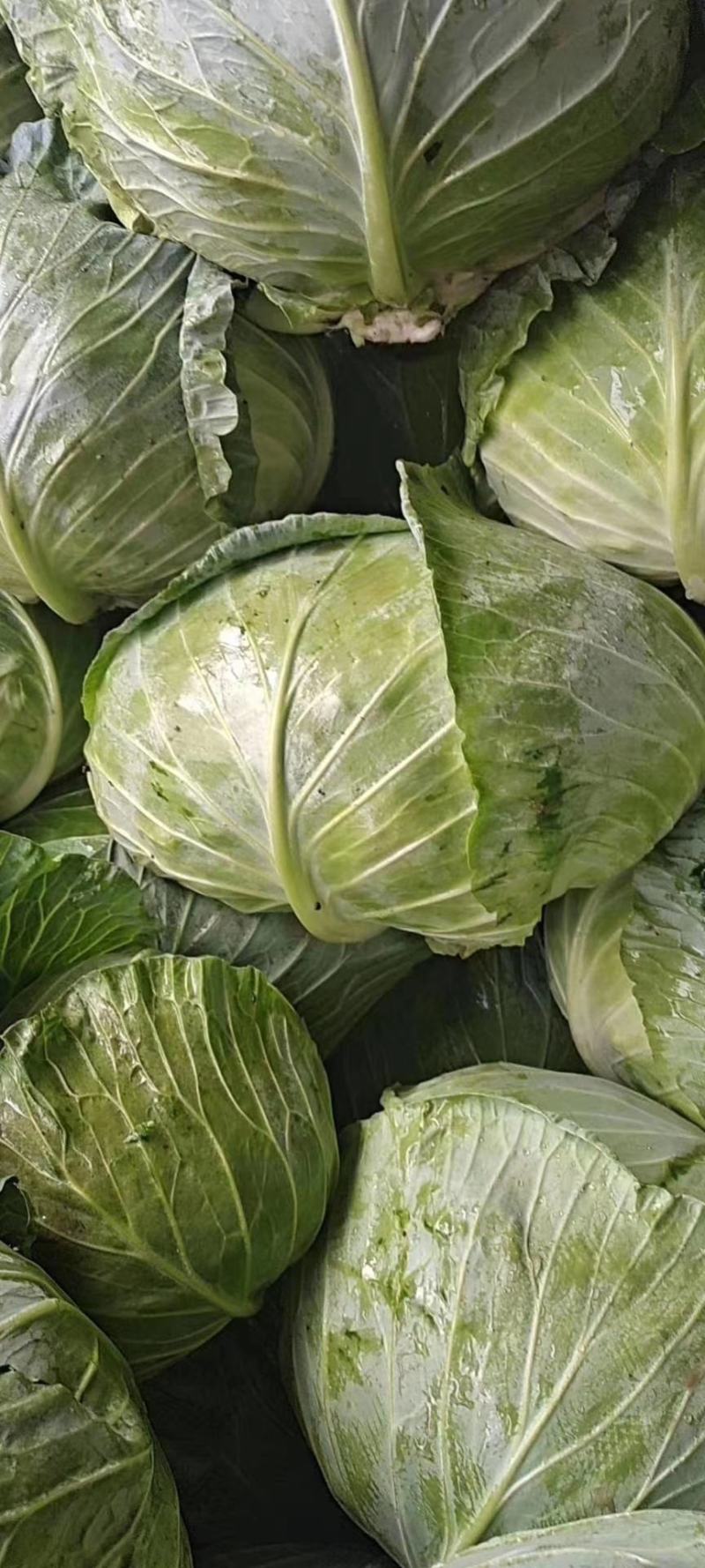 双龙三号包菜(扁圆型’
