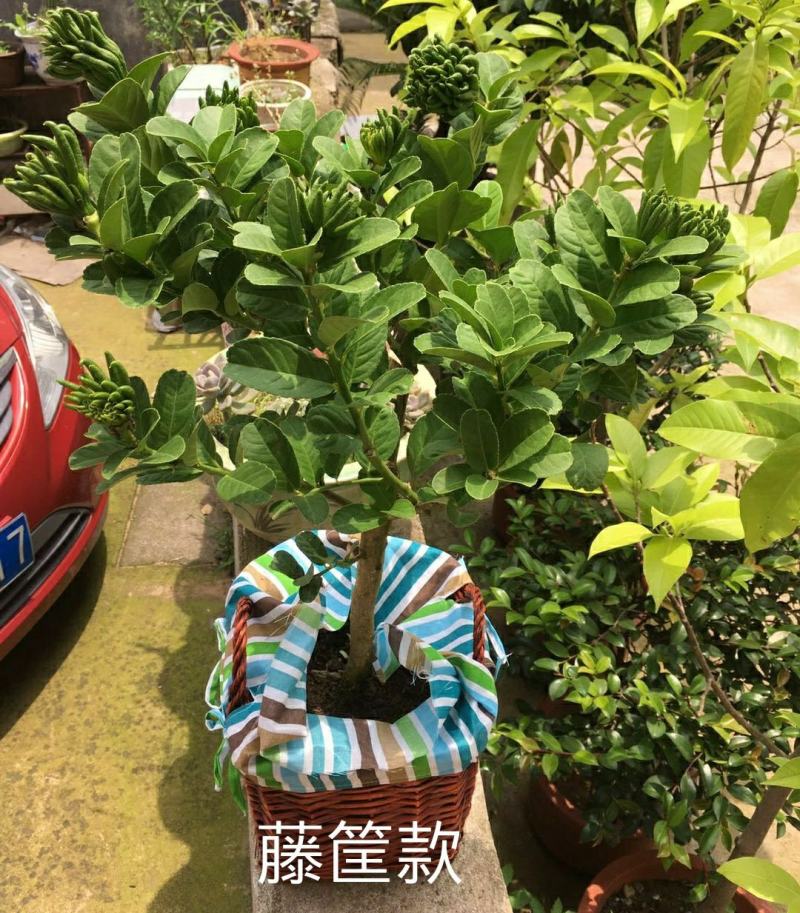 正宗金佛手盆栽原盆原土打木箱佛手树苗/佛手带果/佛手盆栽