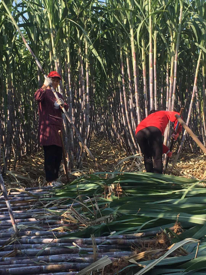 甘蔗zhong子，适合北方，长势不赖