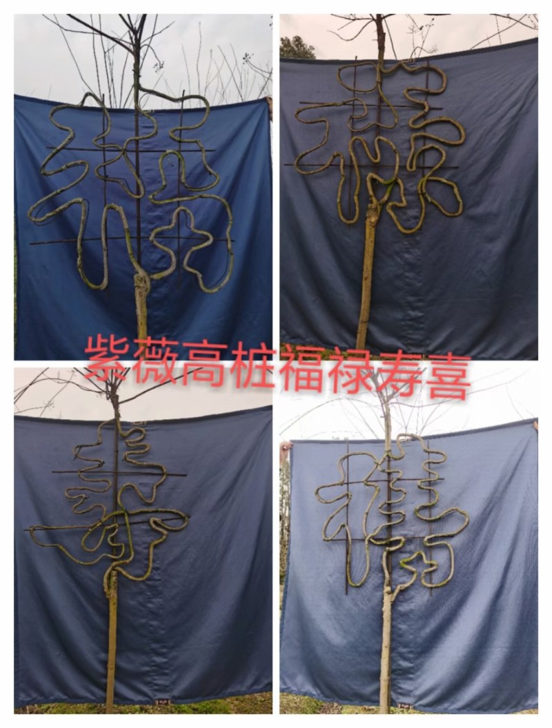 紫薇中国结，紫薇编织品，2.5米高中国结，川红中国结
