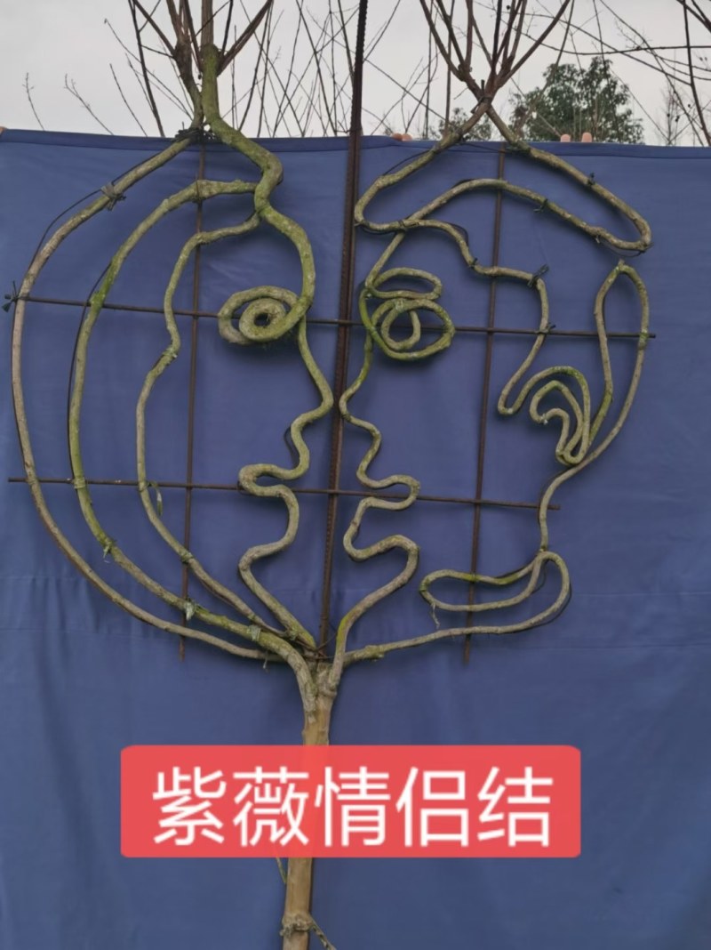 紫薇中国结，紫薇编织品，2.5米高中国结，川红中国结