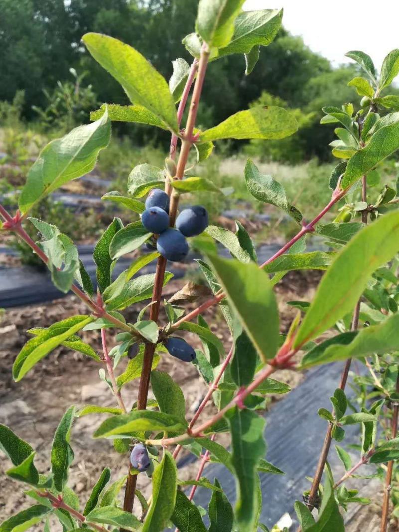 蓝靛果苗。基地直发。量大优惠。需要的联系。