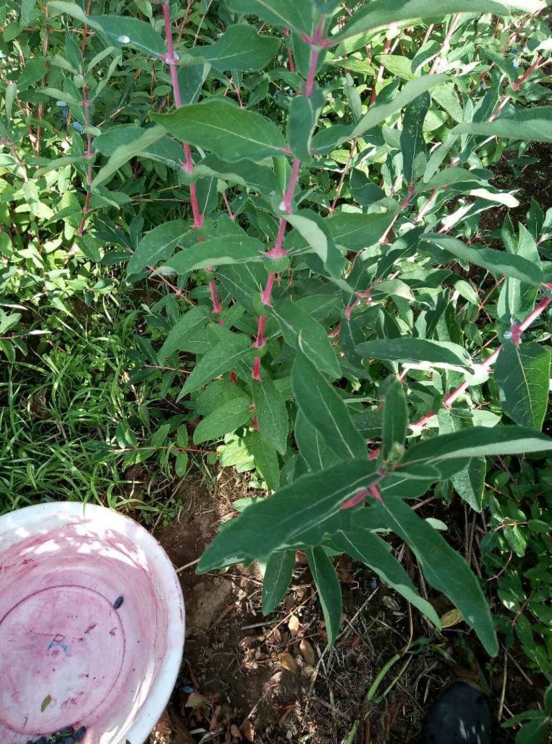 蓝靛果苗。基地直发。量大优惠。需要的联系。