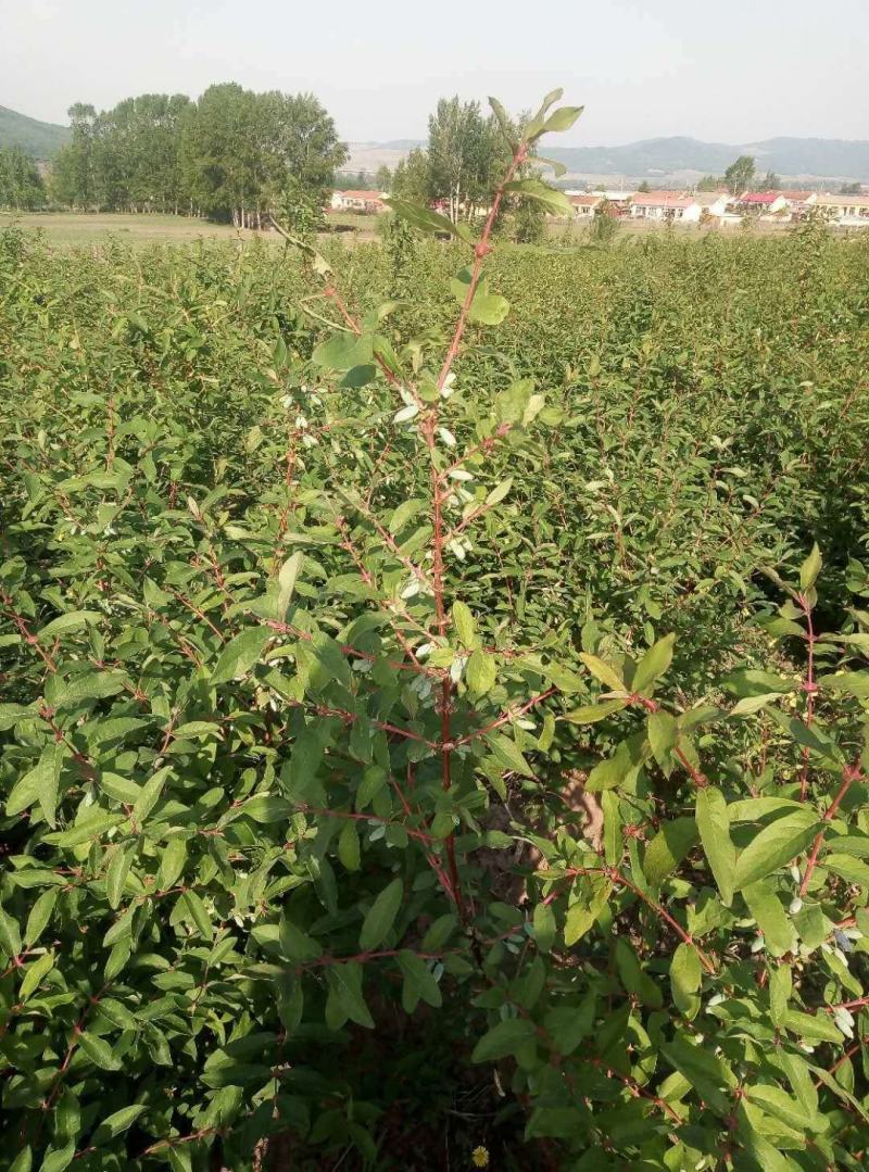 蓝靛果苗。基地直发。量大优惠。需要的联系。
