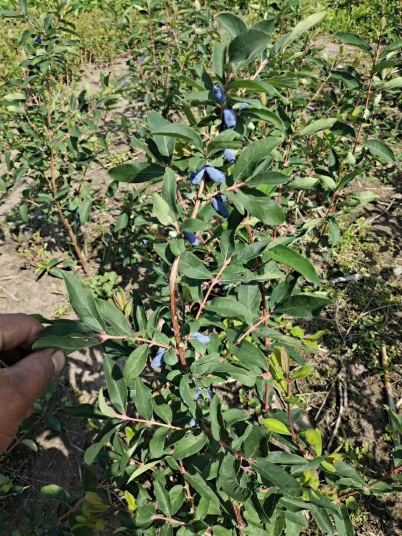 蓝靛果苗。基地直发。量大优惠。需要的联系。