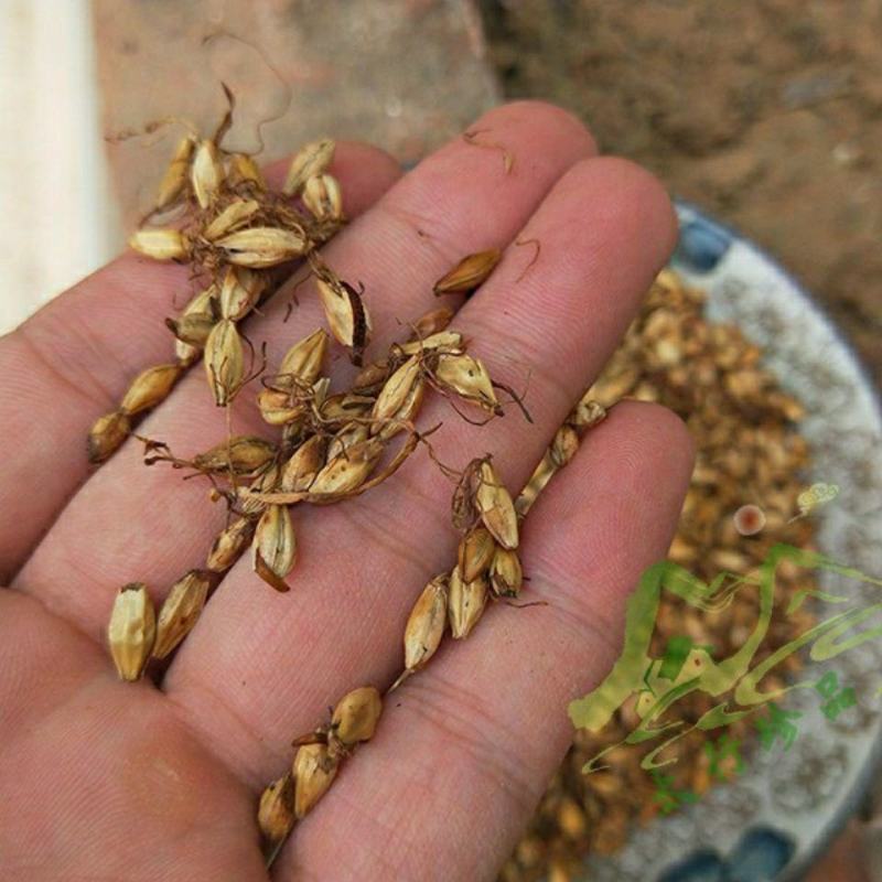 麦芽炒麦芽大麦芽可打粉各种规格专营中药批发