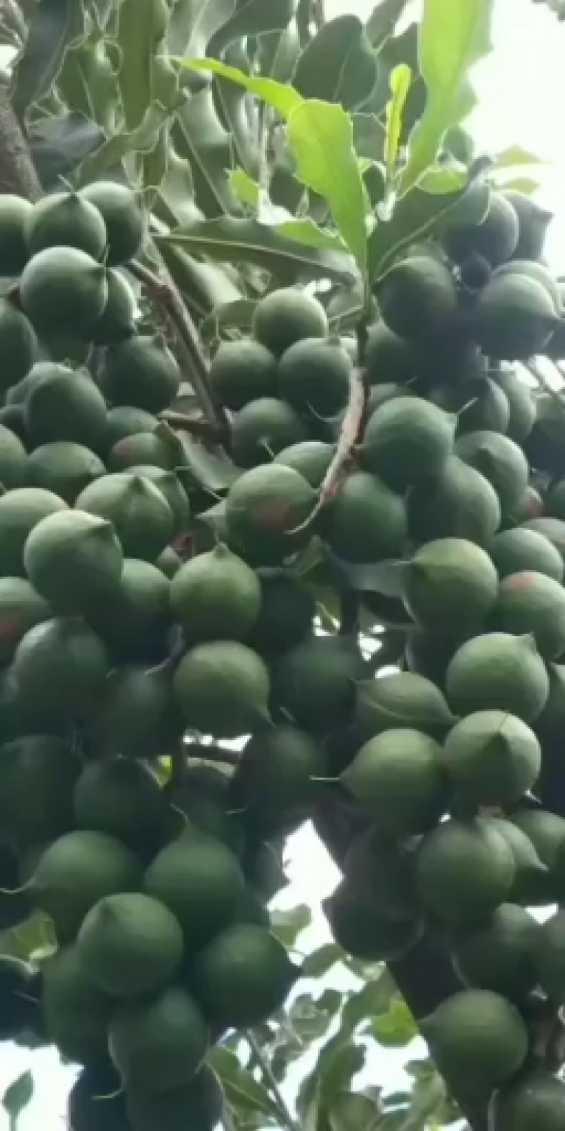 澳洲坚果苗嫁接品种纯，支持到苗圃看货。