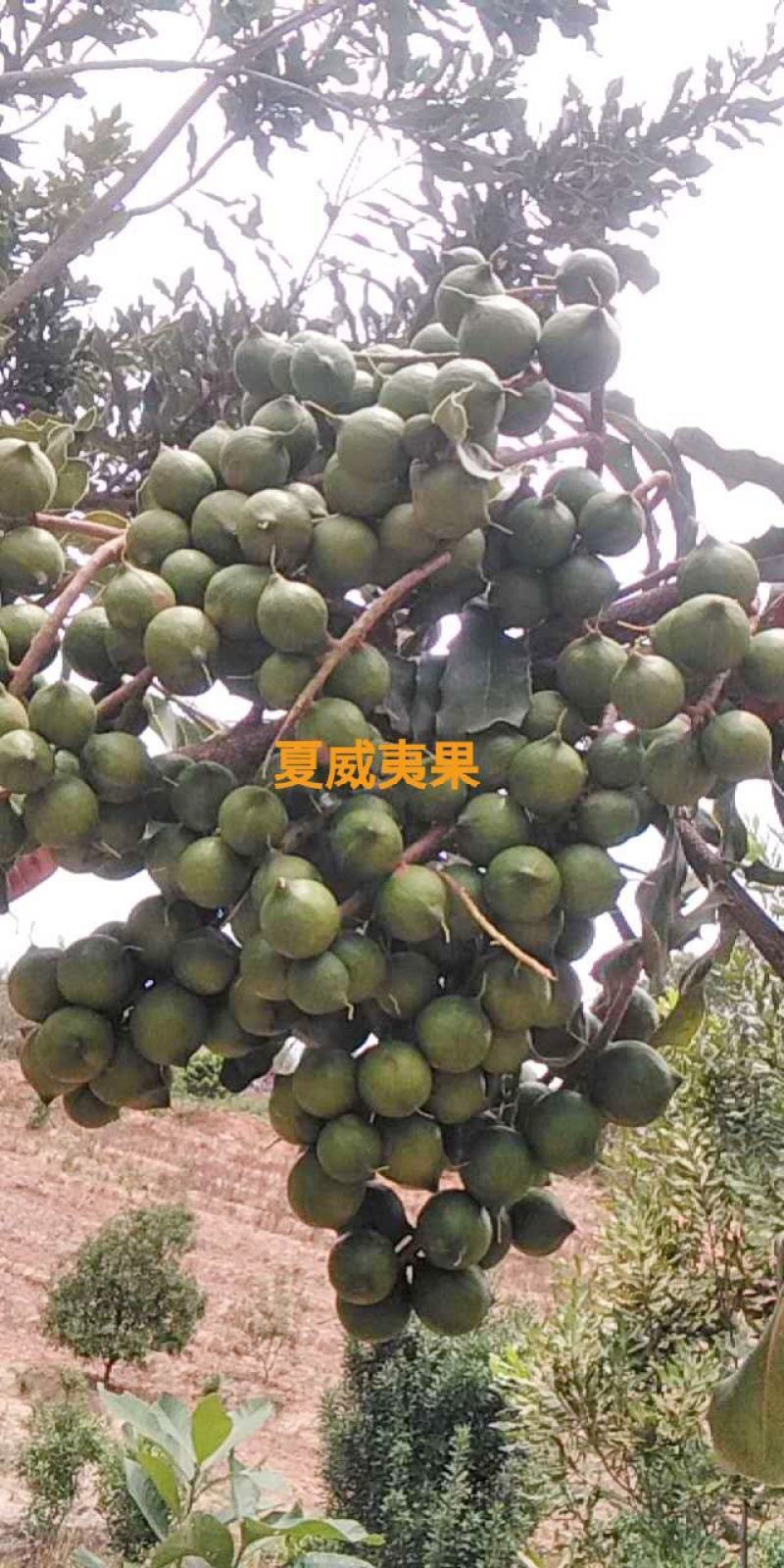 澳洲坚果苗嫁接品种纯，支持到苗圃看货。