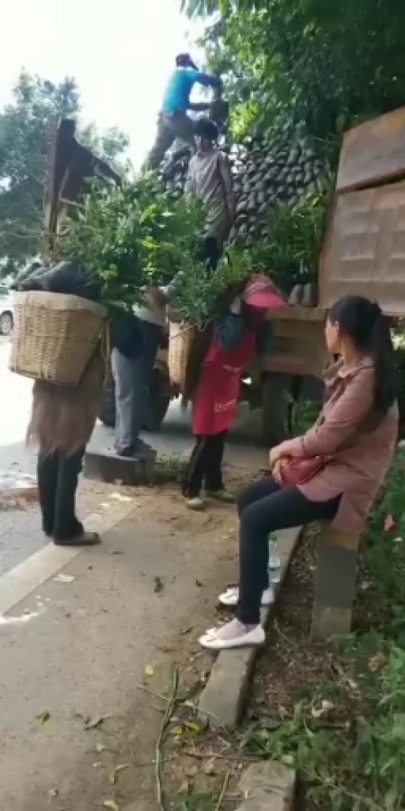 澳洲坚果苗（夏威夷果）嫁接苗