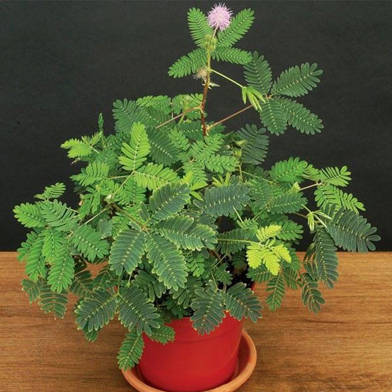含羞草种子阳台盆栽绿植花卉种子易种害羞草怕羞草种籽四季可