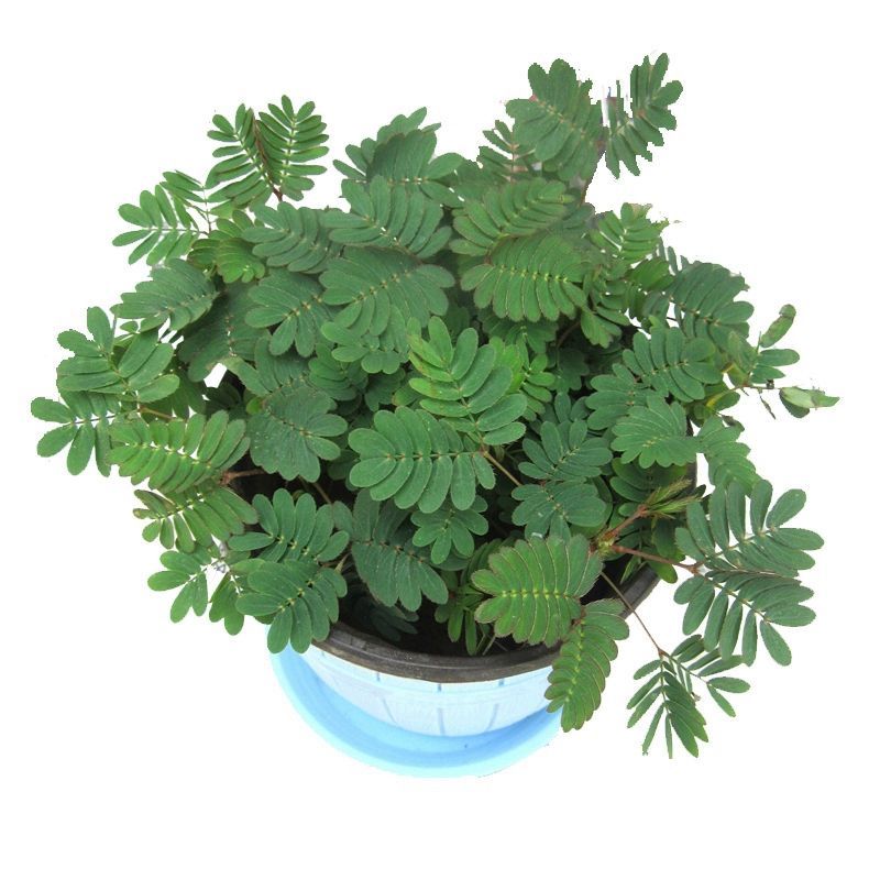 含羞草种子阳台盆栽绿植花卉种子易种害羞草怕羞草种籽四季可
