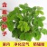 含羞草种子阳台盆栽绿植花卉种子易种害羞草怕羞草种籽四季可