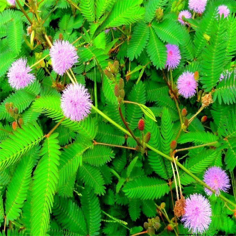 含羞草种子阳台盆栽绿植花卉种子易种害羞草怕羞草种籽四季可