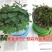 含羞草种子阳台盆栽绿植花卉种子易种害羞草怕羞草种籽四季可