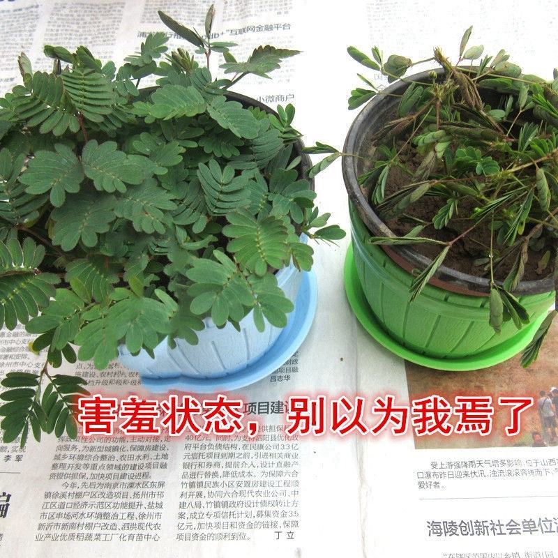 含羞草种子阳台盆栽绿植花卉种子易种害羞草怕羞草种籽四季可