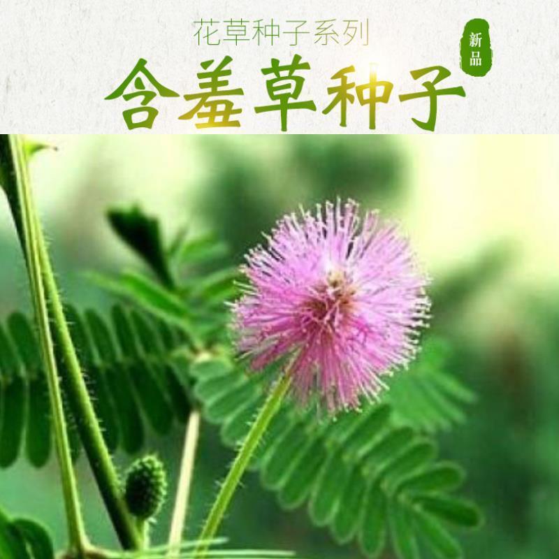 含羞草种子阳台盆栽绿植花卉种子易种害羞草怕羞草种籽四季可
