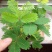 含羞草种子阳台盆栽绿植花卉种子易种害羞草怕羞草种籽四季可