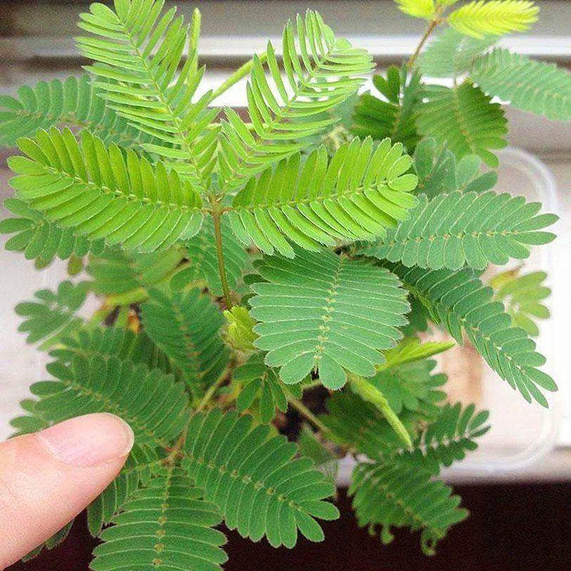含羞草种子阳台盆栽绿植花卉种子易种害羞草怕羞草种籽四季可