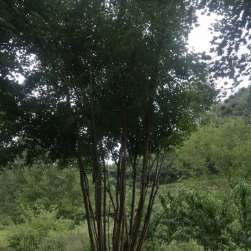 丛生三角枫绿化工地点缀佳品，观赏价值高