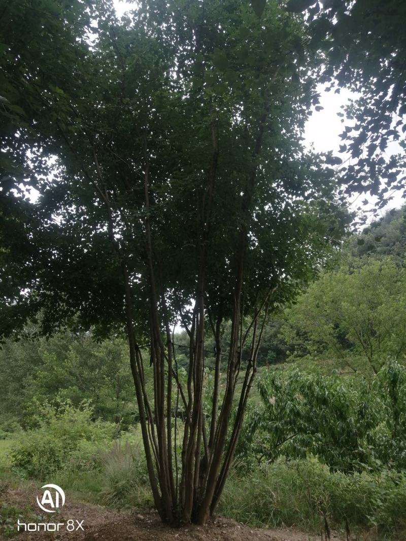 丛生三角枫绿化工地点缀佳品，观赏价值高