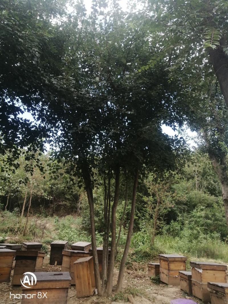 丛生三角枫绿化工地点缀佳品，观赏价值高