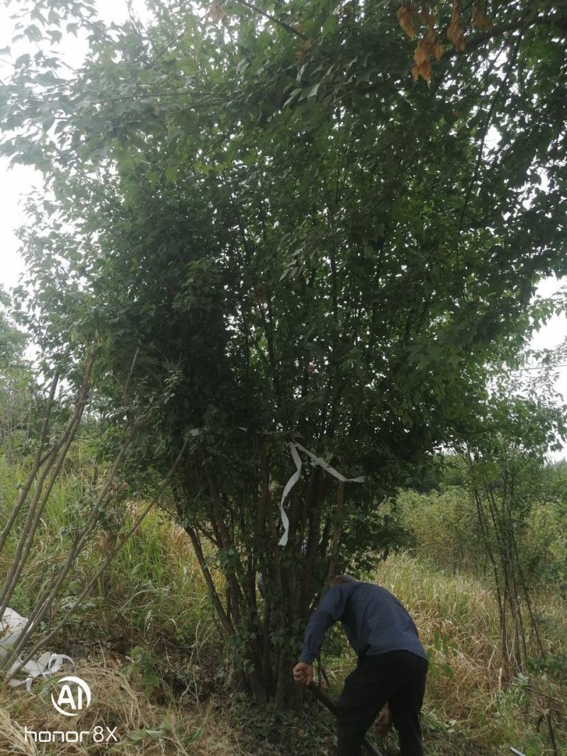 丛生三角枫绿化工地点缀佳品，观赏价值高