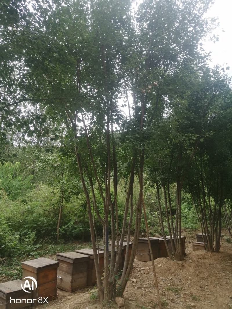 丛生三角枫绿化工地点缀佳品，观赏价值高