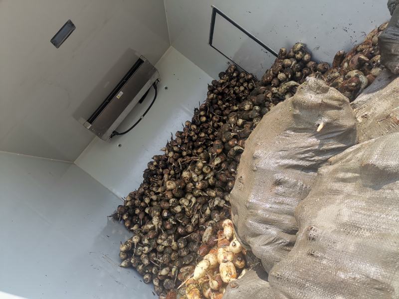 不麻，无虫眼量大，稳定