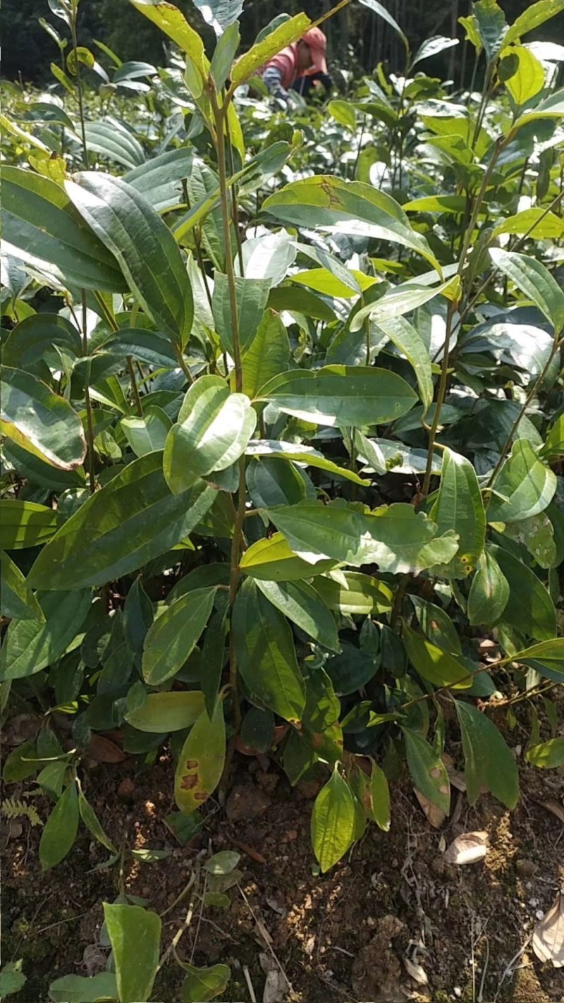 优质肉桂苗桂皮树苗50公分起现挖现发包成活