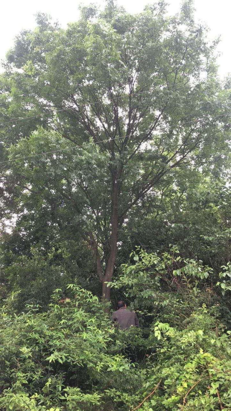 黄连木，乡村土树，树形优美，树名寓意好，又叫黄金树。